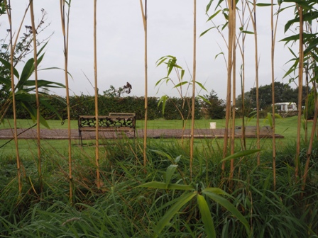 boules court through bamboo